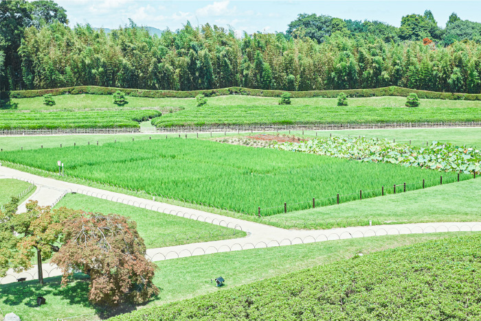 07 今の井田ではもち米が栽培されている。収穫後はあられに加工される。