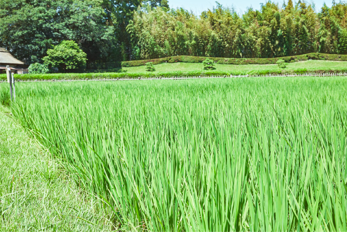 08 今の井田ではもち米が栽培されている。収穫後はあられに加工される。