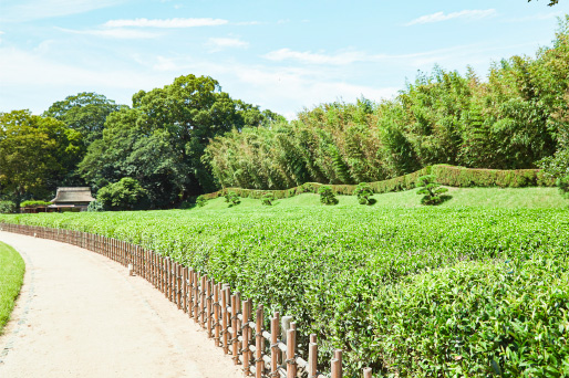 19 茶畑では、毎年5月の第3日曜に茶摘み祭が行われる。